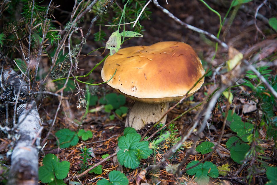 Kalorien von Champignons