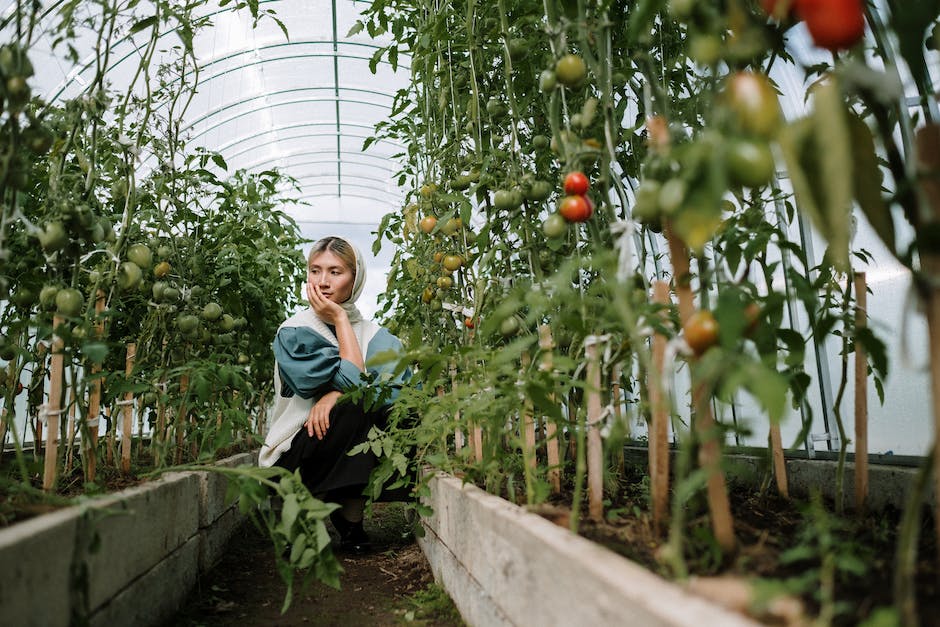 Kaloriengehalt von Tomate